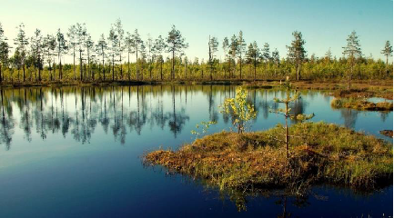 <strong>Рис. 18. Озеро Вялье в заповеднике «Мшинское болото» зарастает мхом</strong>