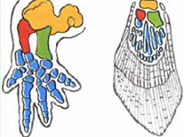 Рис. 13. Пятипалая конечность (слева) и плавник кистеперой рыбы (справа)