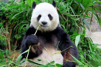 Рис. 11. Бамбуковая панда