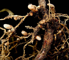 Рис. 5. Клубеньковые бактерии на корнях бобовых растений