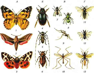 Рис.4. Представители отрядов насекомых с полным превращением: А — бабочки: 1 — репейница; 2 — бражник; 3 — медведица; Б — жуки: 4 — плавунец; 5 — усач; 6 — хрущ; В — двукрылые: 7 — комнатная муха; 8 — зеленая падальная муха; 9 — кровососущий комар; 10 — долгоножка; Г — перепончатокрылые: 11 — оса; 12 — пилильщик; 13 — наездник.