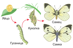 Рис.2. Схема развития насекомого с полным превращением: 1 — яйцо; 2 — гусеница; 3 — куколка личинок; 4 — взрослое насекомое (а - самец; б - самка).