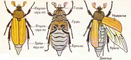 Рис. 8. Внешнее строение насекомых на примере майского жука