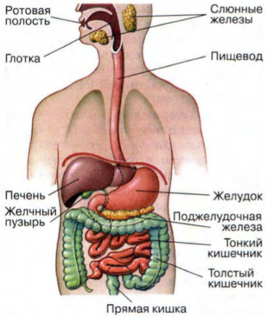 Рис. 3. Органы пищеварительной системы