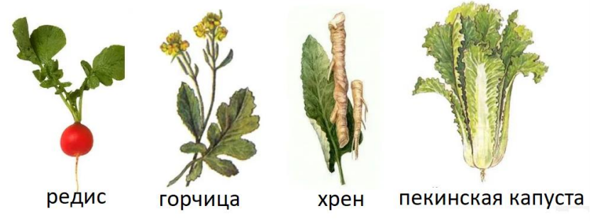 Рис.3. Культурные растения семейства крестоцветные