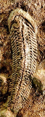 Рис. 2. Останки древнего кольчатого червя