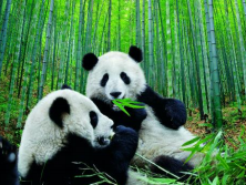 Рис.1. Панды, поедающие бамбук