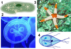 Рис. 4. 1) Инфузория – туфелька, 2) медуза, 3) морская звезда, 4) лямблия