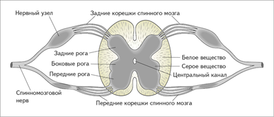 Рис.3. Внутреннее строение спинного мозга на поперечном срезе