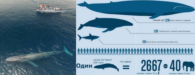 Рис. 1. Сравнение размеров синего кита с кораблем, человеком и другими животными
