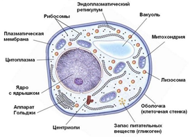 Рис.3. Грибная клетка