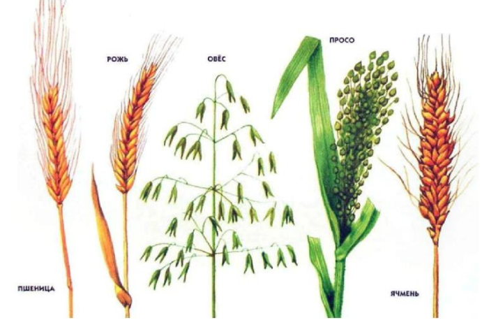 Рис.3. Пищевые растения семейства Злаки