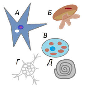 Рис. 3. Саркодовые: А) радиоза, Б) раковинная амёба, В) дизентерийная амёба, Г) радиолярия, Д) фораминифера