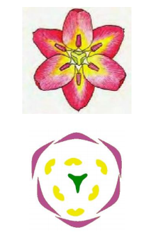 Рис.5. Строение и диаграмма цветка тюльпана