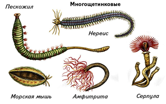 Рис. 3. Представители класса Многощетинковые черви