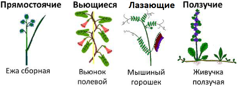 Рис.1. Разнообразие стеблей по направлению их роста.