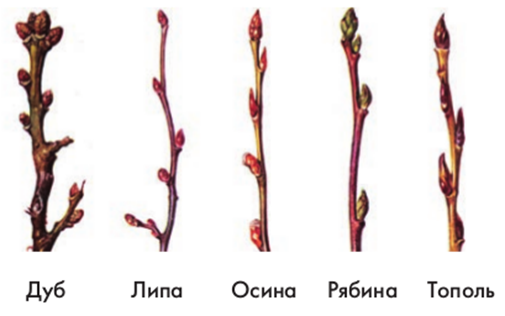 Рис.3. Почки разных видов растений