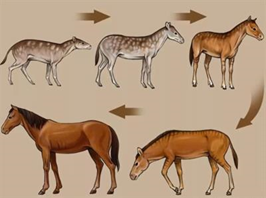 Рис.2. Эволюция лошади