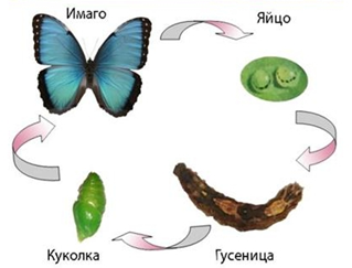 Рис.5. Развитие с полным превращением бабочки