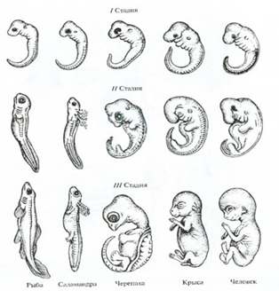 Рис. 10. Сходство эмбрионального развития позвоночных животных 