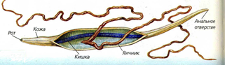 Рис. 1. Внутреннее строение круглого червя