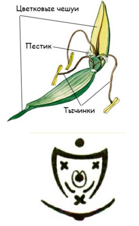 Рис.2. Строение и диаграмма цветка пшеницы