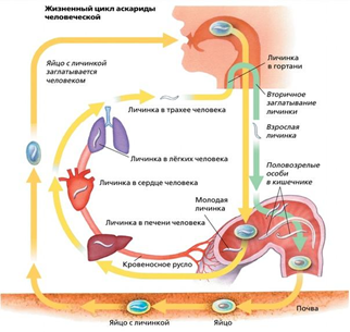 Рис. 4. Жизненный цикл паразитического круглого червя - аскариды
