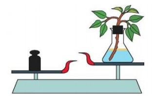 Рис.5. Опыт, позволяющий установить количество испаренной растением воды