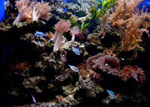 Рис. 6. Коралловый риф
