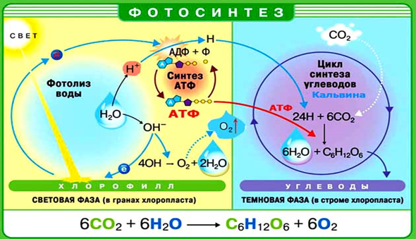 Рис.1. Суммарные уравнения и частные реакции фотосинтеза