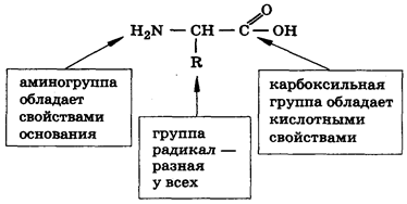 Рис.1. Общая формула аминокислоты.