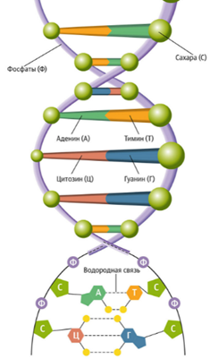 Рис.2. Структура молекулы ДНК