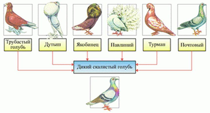 Рис. 6. Различные породы голубей и их общий предок