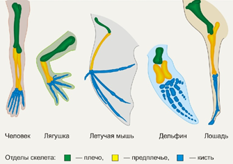 Рис. 2. Гомологичные органы - конечности млекопитающих