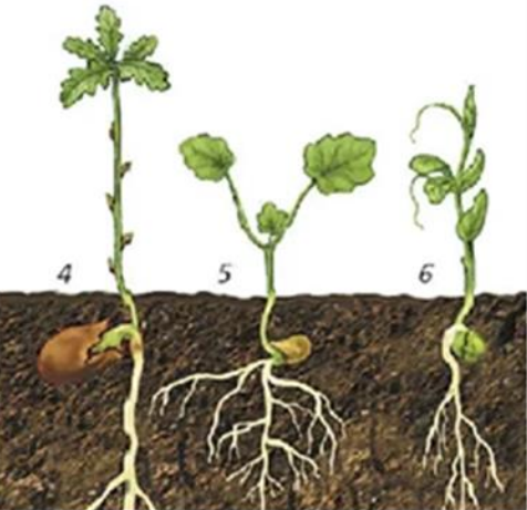 Рис.4. Подземное прорастание семян (4 – дуб, 5 – настурция, 6 – горох)