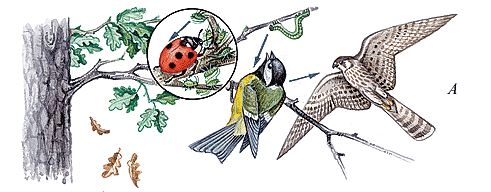 Рис.2. Пастбищная пищевая цепь: живое растение — растительноядное насекомое — хищное насекомое — насекомоядная птица — хищная птица.