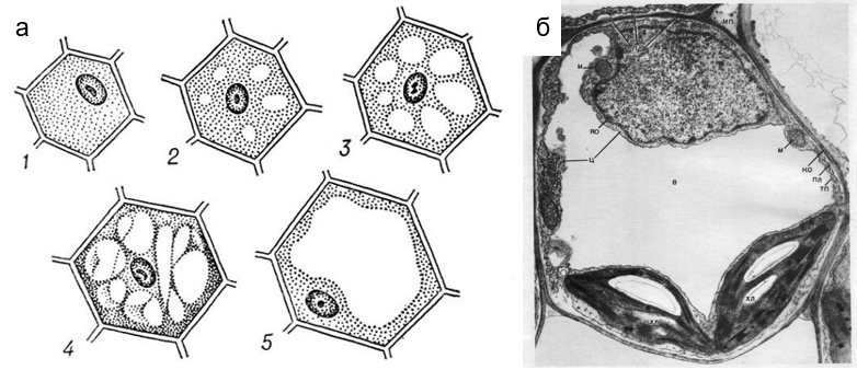 Рис.4. Вакуоли в клетках растений: а - схема, б - электронная микрофотография.