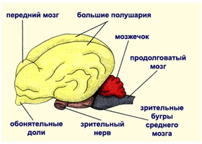 Рис. 5. Строение головного мозга млекопитающих