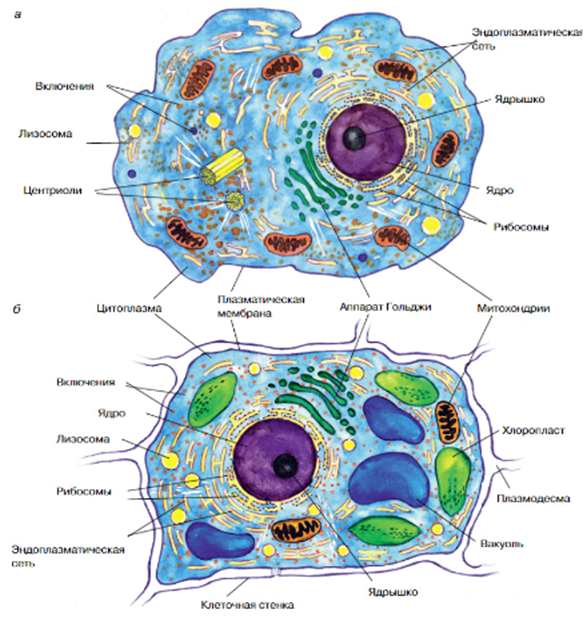 Рис.1. Особенности строения: а - животной клетки; б - растительной клетки