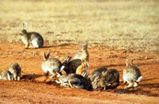 Рис.3. Европейские кролики в Австралии
