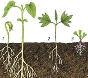 Рис.3. Надземное прорастание семян (1 – фасоль, 2 – липа, 3 – редис)