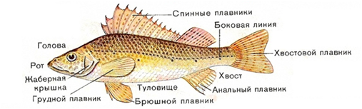 Рис. 3. Внешнее строение рыбы 