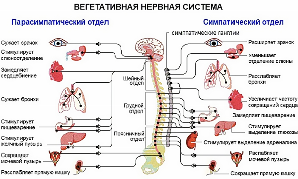 Рис.4. Отделы вегетативной нервной системы