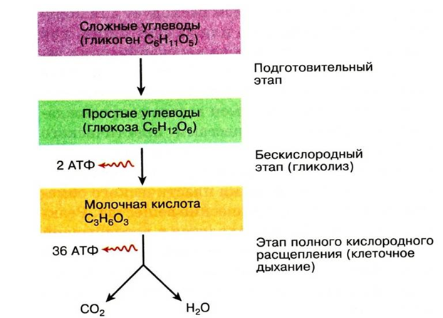 Рис.1. Схема этапов энергетического обмена.