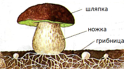 Рис. 1. Строение шляпочного гриба